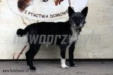 06.11.2013 WOLA KRZYSZTOPORSKA PIES 56650